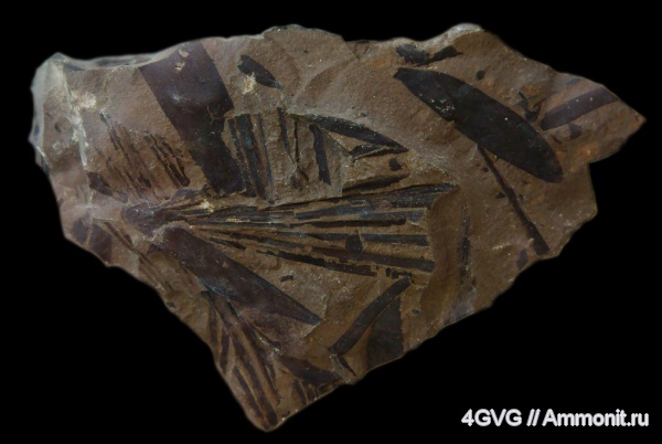 триас, Ginkgoopsida, Gymnospermae, Czekanowskia  rigida, Czekanowskia, Triassic
