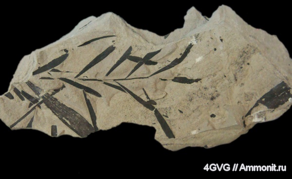 триас, Gymnospermae, Coniferopsida, Uralophyllum krascheninnivi, Triassic