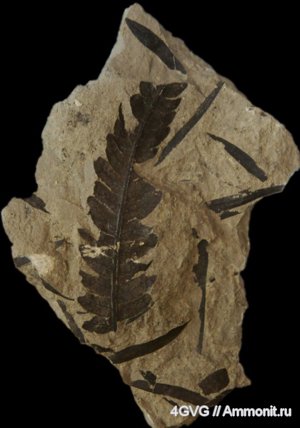 триас, папоротники, Cladophlebis, Pteridophyta, Triassic