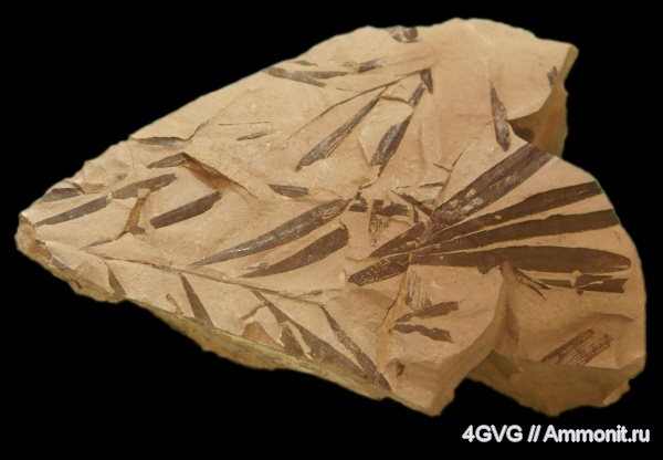 триас, Gymnospermae, Копейск, Coniferopsida, Podozamites, Triassic