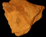 Челябинский краеведческий музей. Отпечаток древесного ствола (Neocalamites)