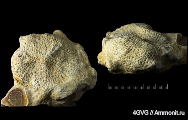 каменноугольный период, Русавкино, верхний карбон, Московская область, Pemmatites macroporus
