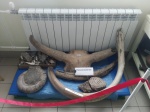 Палеонтологический уголок из школьного музея