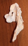 Прогнатодон(мозазавр)