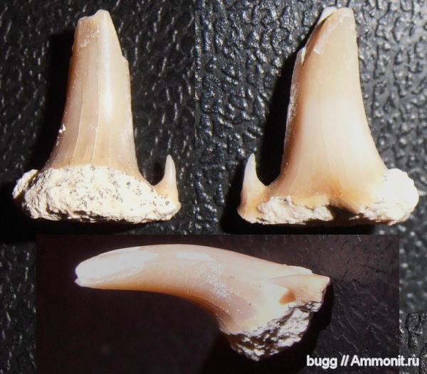 мел, Eostriatolamia, зубы акул, Odontaspididae, Инкерман, Cretaceous, shark teeth