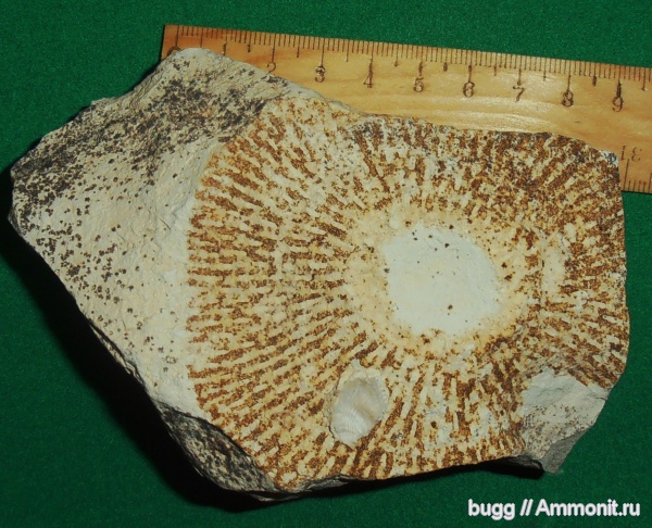 мел, губки, маастрихт, Белогорский район, Maastrichtian, Cretaceous