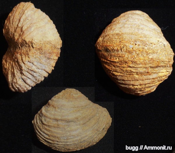 мел, берриас, Sphaera belbekensis, Куйбышево, Berriasian, Cretaceous