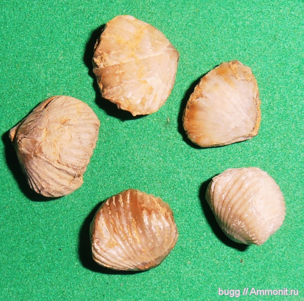 берриас, Belbekella airgulensis, Belbekella, Куйбышево, Berriasian