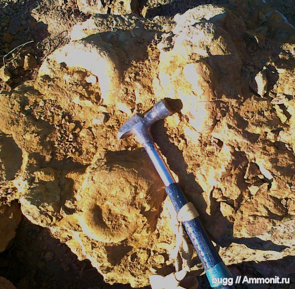 аммониты, мел, Крым, баррем, нижний баррем, Ammonites, Верхоречье, Barremian, Cretaceous
