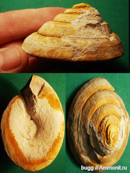 Bathrotomaria, брюхоногие моллюски, маастрихт, Мичуринское, Maastrichtian