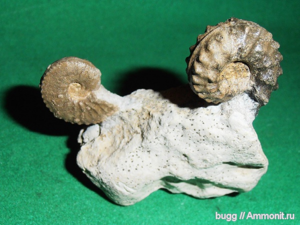 аммониты, мел, Schloenbachia, Ammonites, Тернопольская область, Cretaceous