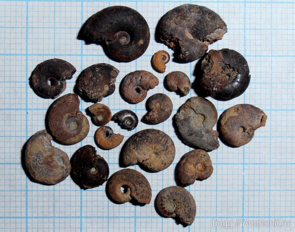 аммониты, мел, Ammonites, Байдарская долина, Cretaceous