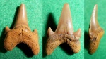 Зуб из сеномана 1