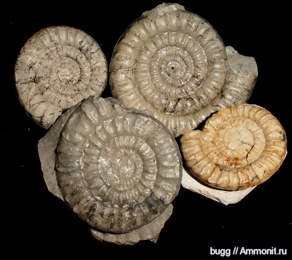 аммониты, юра, Украина, нижняя юра, Ammonites, Arietites, синемюр, нижний синемюр, Sinemurian, Jurassic, Lower Jurassic