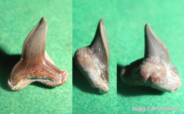 палеоген, зубы акул, Carcharhiniformes, Белогорский район, Пролом, shark teeth