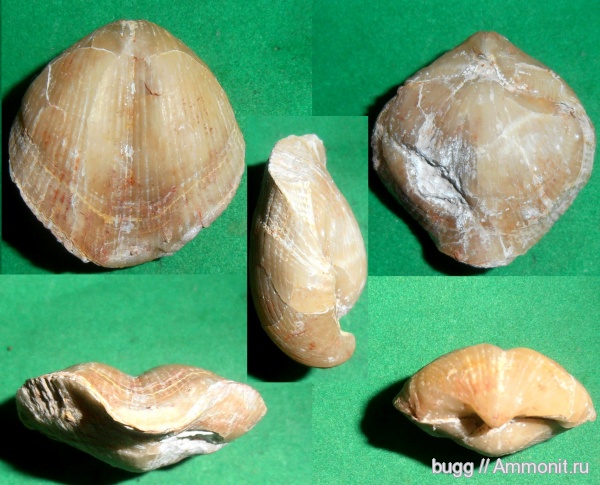 брахиоподы, карбон, Choristites mosquensis