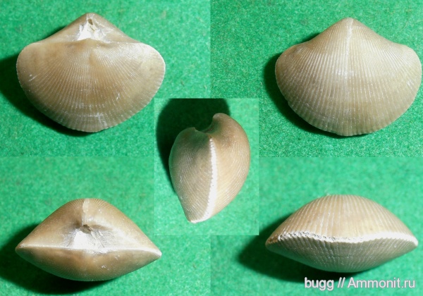 брахиоподы, девон, Devonian, Theodossia, Липецкая область