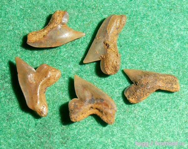сеноман, зубы акул, Paleoanacorax, Cenomanian, shark teeth
