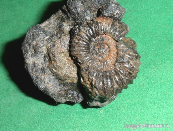 аммониты, Pavlovia, Московская область, Ammonites