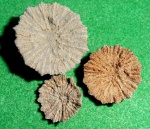 Берриасские кораллы  Discocyathus