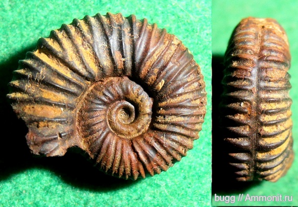 аммониты, берриас, Ammonites, Hegaratia, Балки, Balkites, Berriasian, Hegaratia balkensis