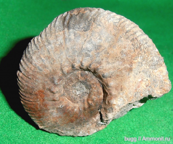 аммониты, мел, берриас, Крым, Ammonites, Dalmasiceras, Berriasian, Cretaceous