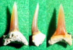 зуб с Баклы Carcharias 2