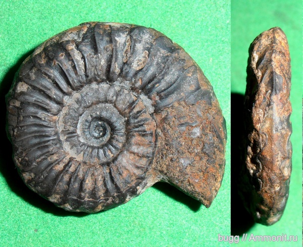 аммониты, тоар, Ammonites, Dumortieria, Toarcian