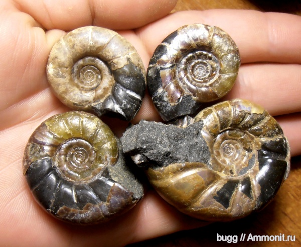 аммониты, Ammonites, Eogaudryceras, р. Курджипс