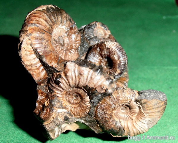 аммониты, апт, Ammonites, Acanthohoplites, Aptian