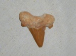 Зуб акулы (Otodus obliquus)