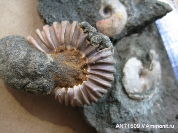 аммониты, мел, Ammonites, Colombiceras, Краснодарский край, р. Пшеха, Cretaceous
