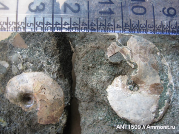 аммониты, мел, Euphylloceras, Ammonites, Краснодарский край, р. Пшеха, Cretaceous
