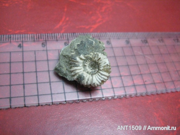 аммониты, мел, Ammonites, Acanthohoplites, Краснодарский край, р. Пшеха, Cretaceous