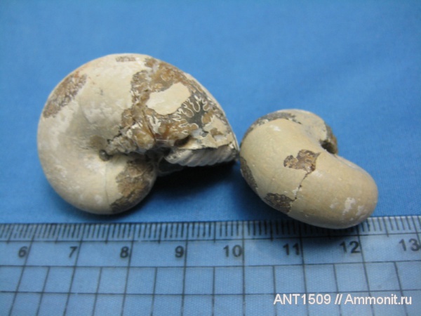 аммониты, мел, Ammonites, Phyllopachyceras, Краснодарский край, р. Пшеха, Cretaceous