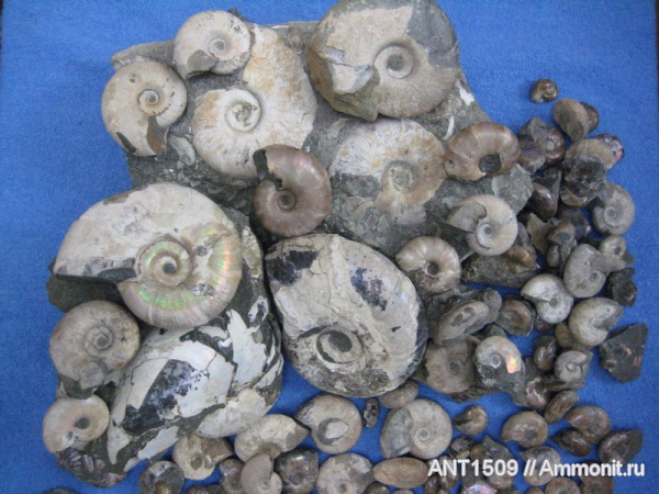 аммониты, Ammonites, Краснодарский край, Desmoceratidae, р. Пшеха, р. Курджипс