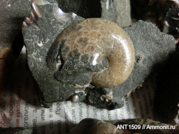 аммониты, Euphylloceras, Ammonites, Краснодарский край, р. Пшеха