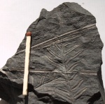 Отпечаток Alethopteris на сланце, Палеозойская эра, Каменноугольный период (С2)