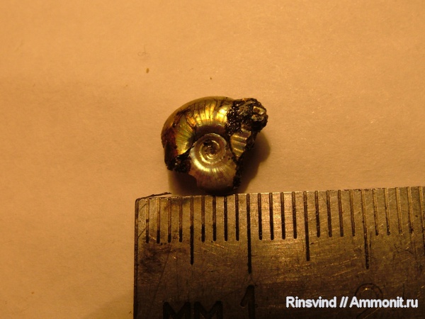 аммониты, Фили, Ammonites
