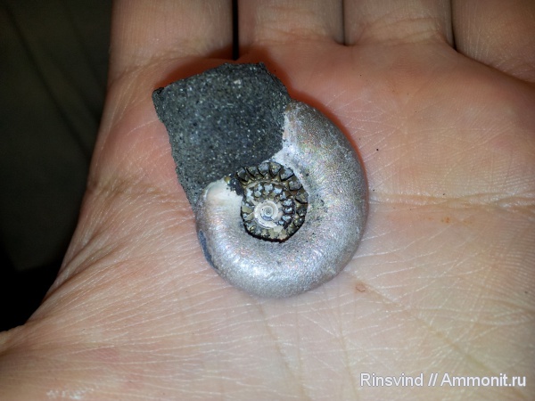 аммониты, Фили, Kachpurites, Kachpurites fulgens, Ammonites, Volgian