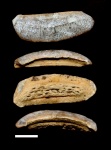 Зуб Heterodontus.