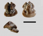 Зуб Rhinobatoidei indet.