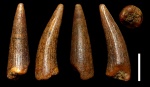 Зуб Gavialoidea indet.