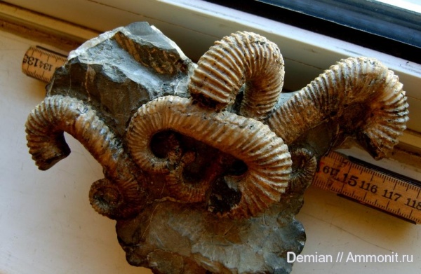 аммониты, Ульяновск, Toxoceratoides, Ammonites