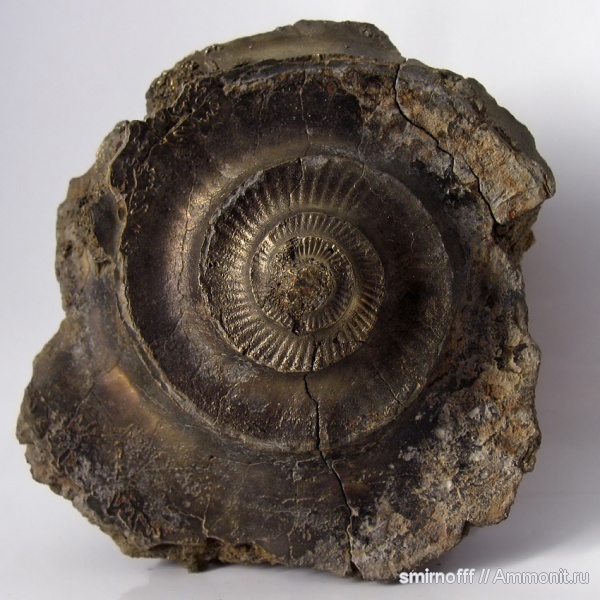 аммониты, моллюски, головоногие моллюски, Ammonites