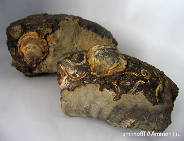 аммониты, двустворки, кольчатые черви, Ammonites