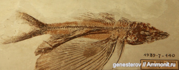 Chirotrix libanicus
