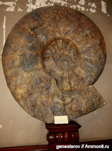 аммониты, Ammonites, Parapuzosia seppenradensis, Parapuzosia