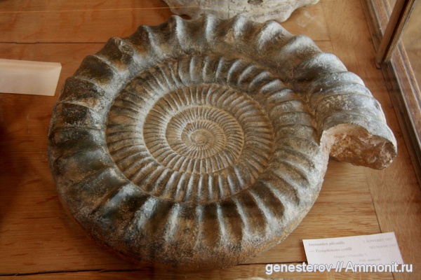 аммониты, Perisphinctes, Perisphinctidae, Ammonites