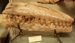 Prognathodon mosasauroides